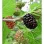 Zwarte moerbei (Morus nigra)